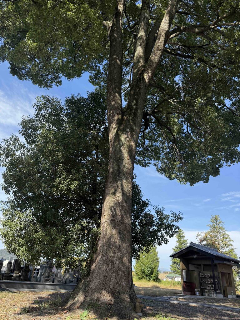 お寺で朝ヨガと法話